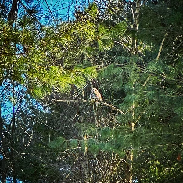 Vernal Equinox: Barred Owl Sighting (Photo: Geo Davis)