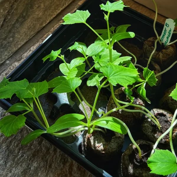Straight Eight Cucumber Plants (Photo: R.P. Murphy)