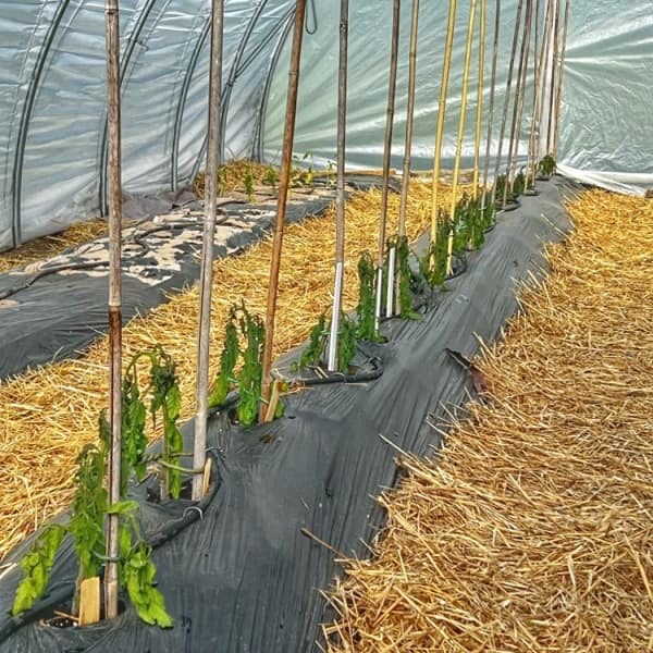 Frost Damaged Tomato Plants. May 18, 2023 (Photo: R.P. Murphy)