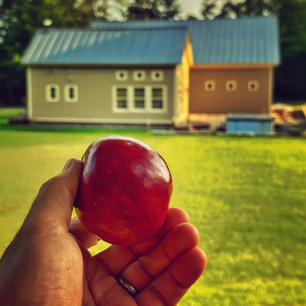 Apple Adage (Photo: Geo Davis)