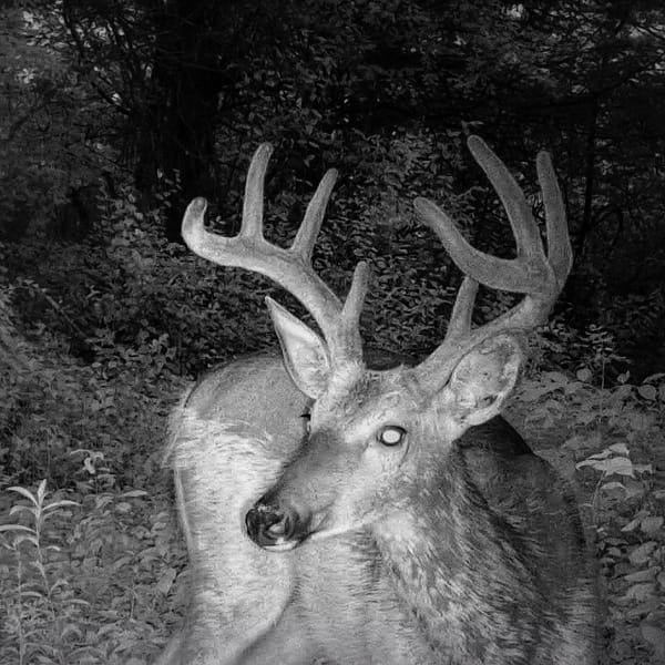 Rosslyn Reindeer? Rudolph?! (Photo: Wildlife Cam)