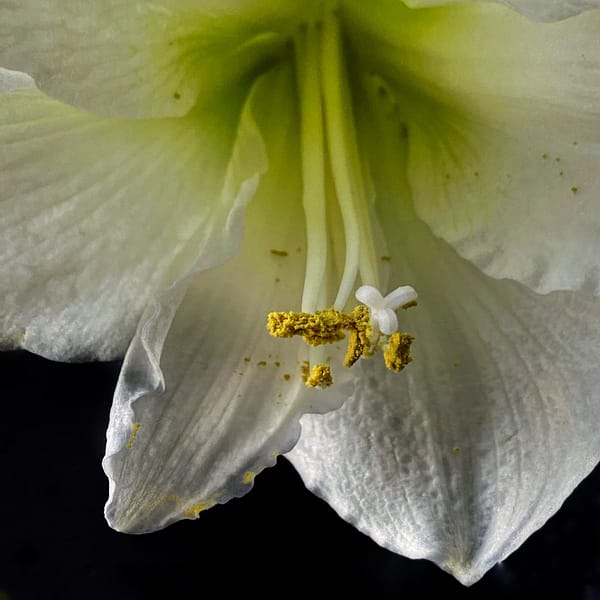 Carpe Amaryllis (Photo: Geo Davis)