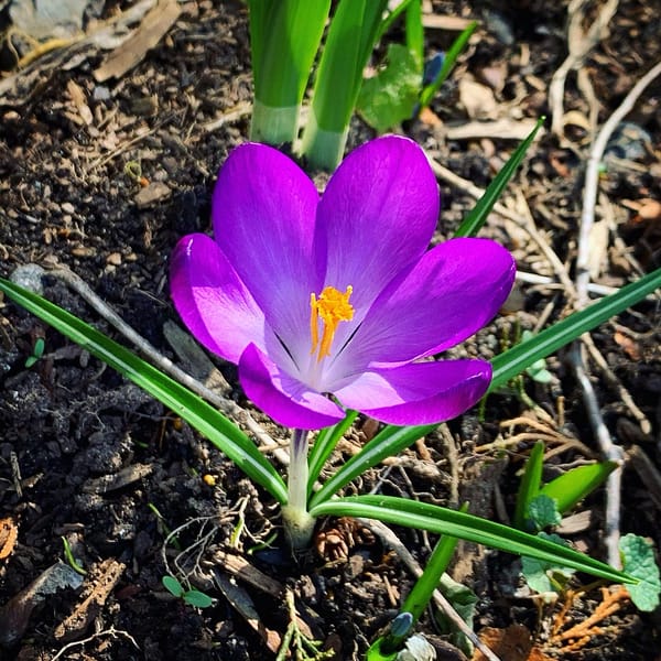 Purple Crocus (Photo: Geo Davis)