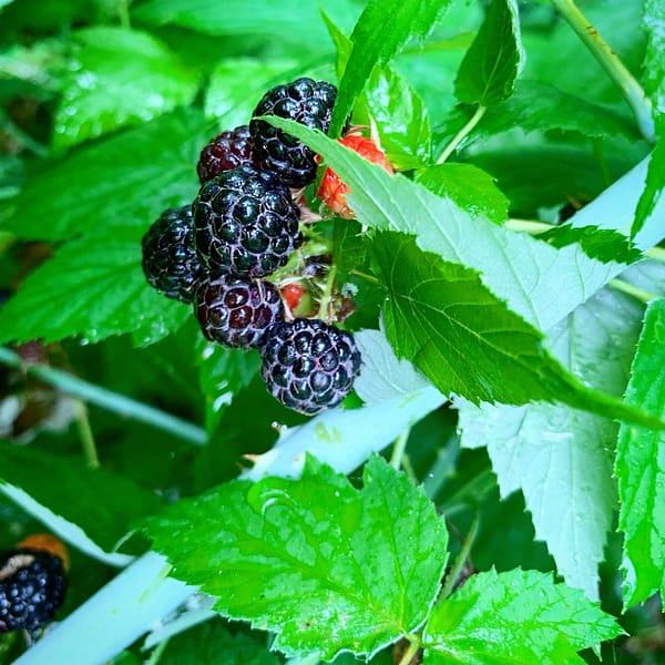 Blackberries (Photo: Geo Davis)