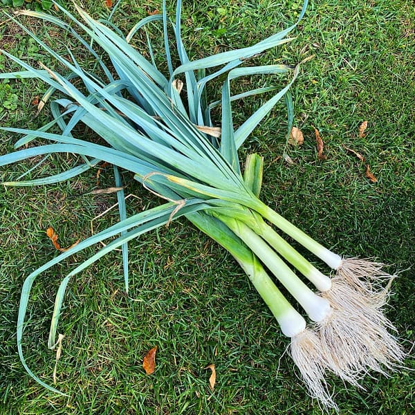 Freshly Harvested Leeks (Photo: Geo Davis)