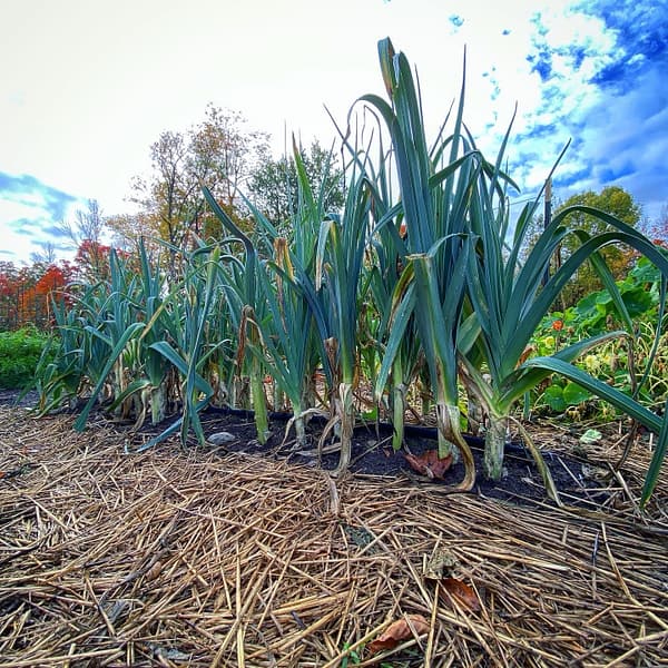 Homegrown Leeks, Ready to Harvest (Photo: Geo Davis)