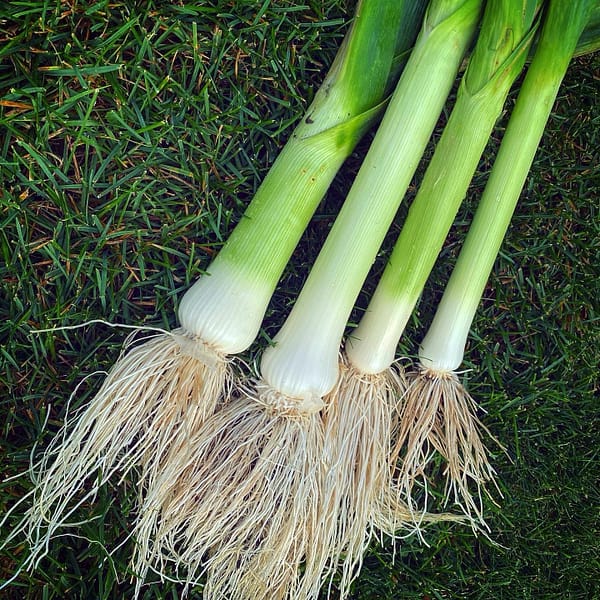 Freshly Harvested Leeks (Photo: Geo Davis)