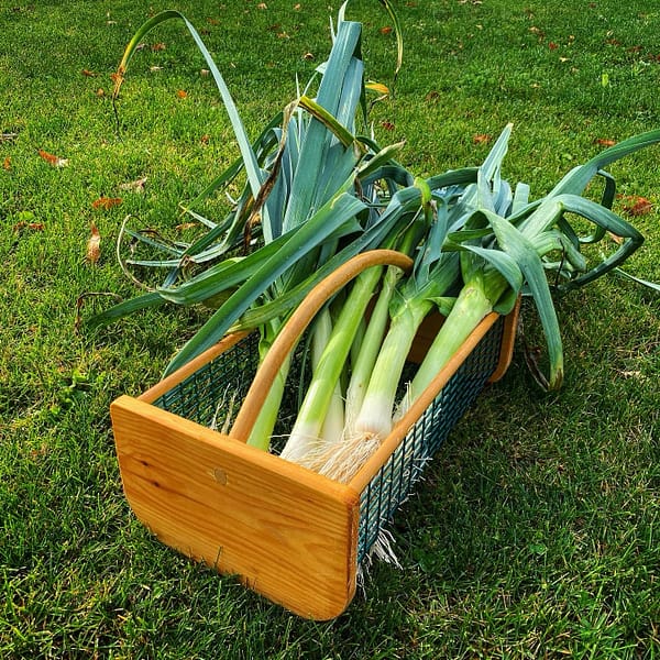 Hod Full of Leeks (Photo: Geo Davis)