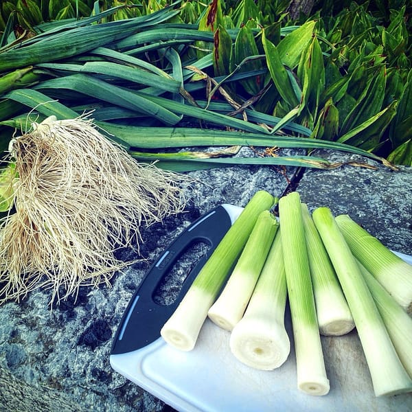 Leeks, Cleaned, Trimmed, and Ready for Cooking (Photo: Geo Davis)