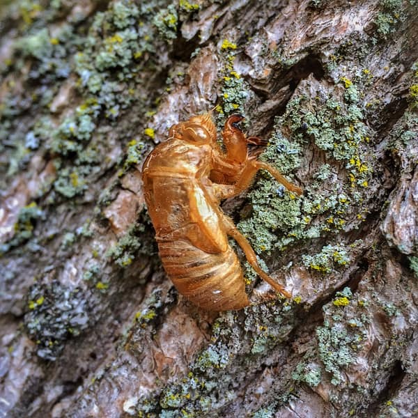 Periodical Cicada Exoskeleton, October 2, 2014 (Photo: Geo Davis)