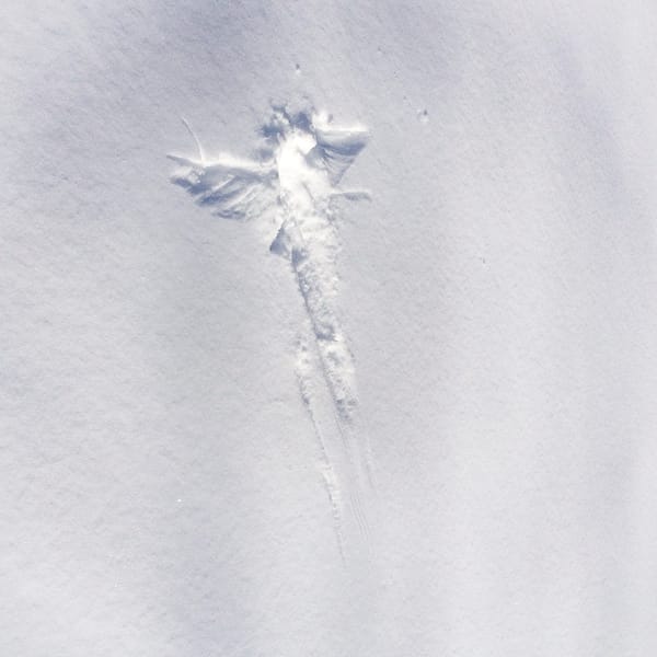 Wing Prints in Snow, December 30, 2012 (Photo: Geo Davis)