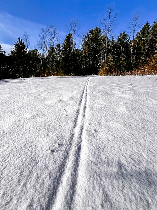 Almost Obscured Cross-Country Ski Tracks in Rosslyn’s Backland, February 12, 2025 (Photo: © Nancie Battaglia)