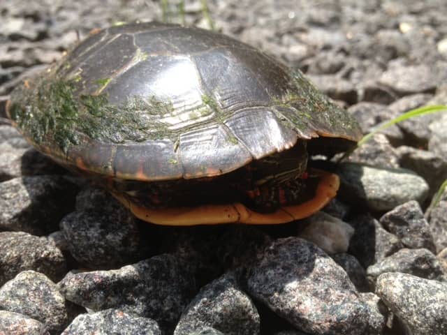 Painted Turtle Visiting Rosslyn