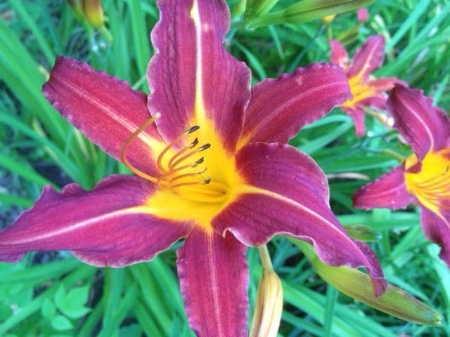 A flush or garnet and safron among the day lily blossoms at Rosslyn.