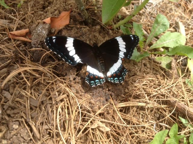 I saw this tuxedo'ed butterfly resting beneath a blueberry bush.