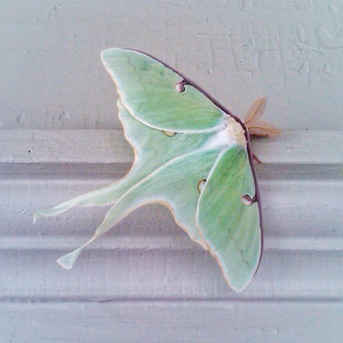 Luna Moth, June 23, 2010 (Photo: Geo Davis)