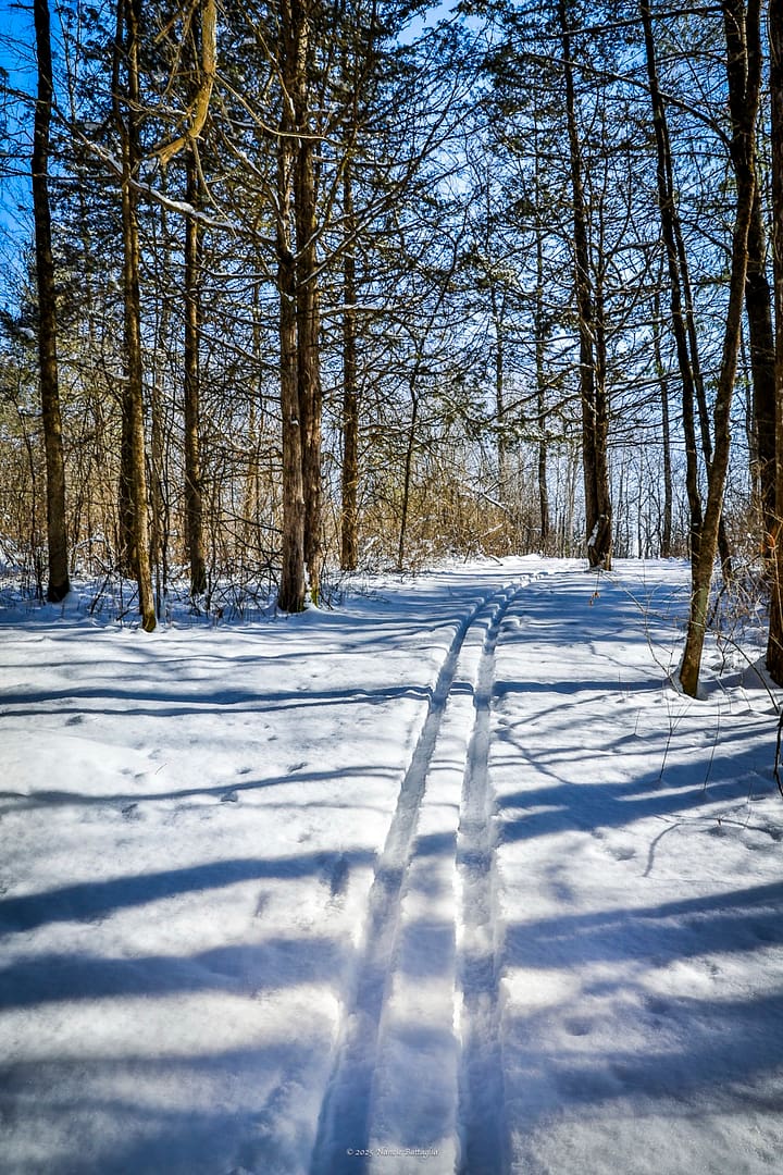 Cross-Country Ski Tracks on a Pristine Winter Day, Rosslyn Backland, February 12, 2025 (Photo: © Nancie Battaglia)
