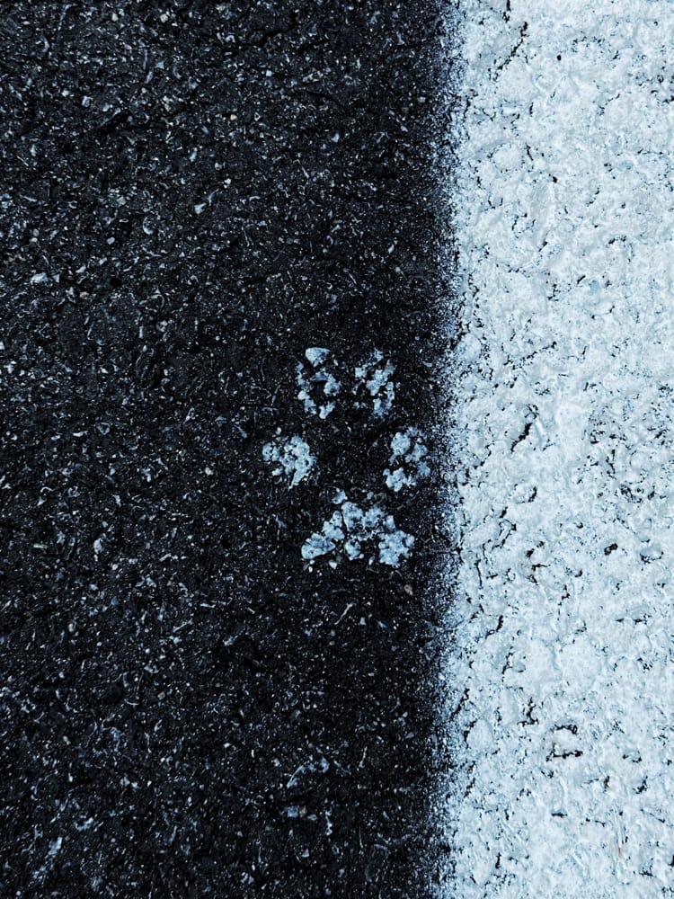Bobcat or Coyote Paw Print? (Photo: Geo Davis)