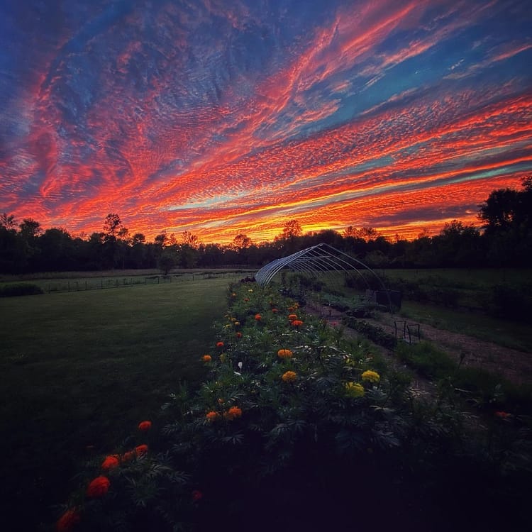 Tie dye dome beyond vegetable garden (Source: Geo Davis) Tie dye dome beyond vegetable garden (Source: Geo Davis)