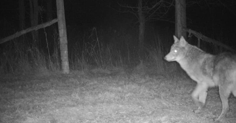 Trail Camera Photo: Coyote Close Up - January 2017