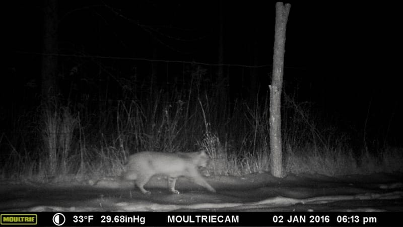 Bobcat Sighting on January 2, 2016 in Essex, NY.