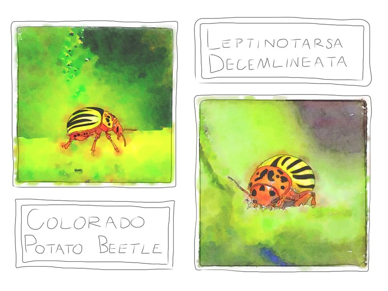 Colorado Potato Beetle (Source: Geo Davis)
