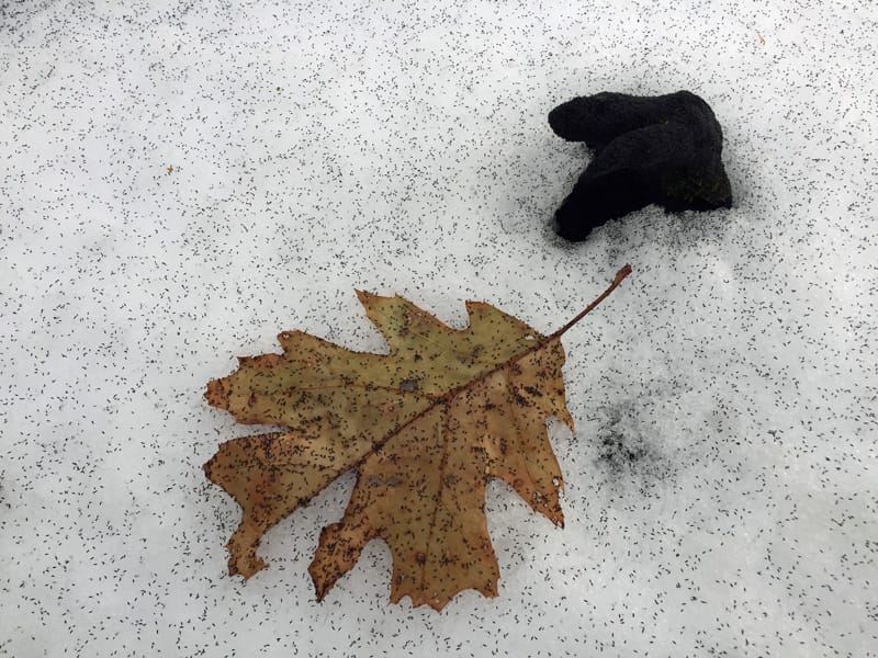 Lots and lots of snow fleas (Springtails) in December 2017 (Source: Geo Davis)
