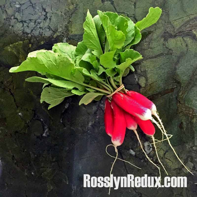 French Breakfasts Radishes: The peppery-but-sweet taste of spring.
