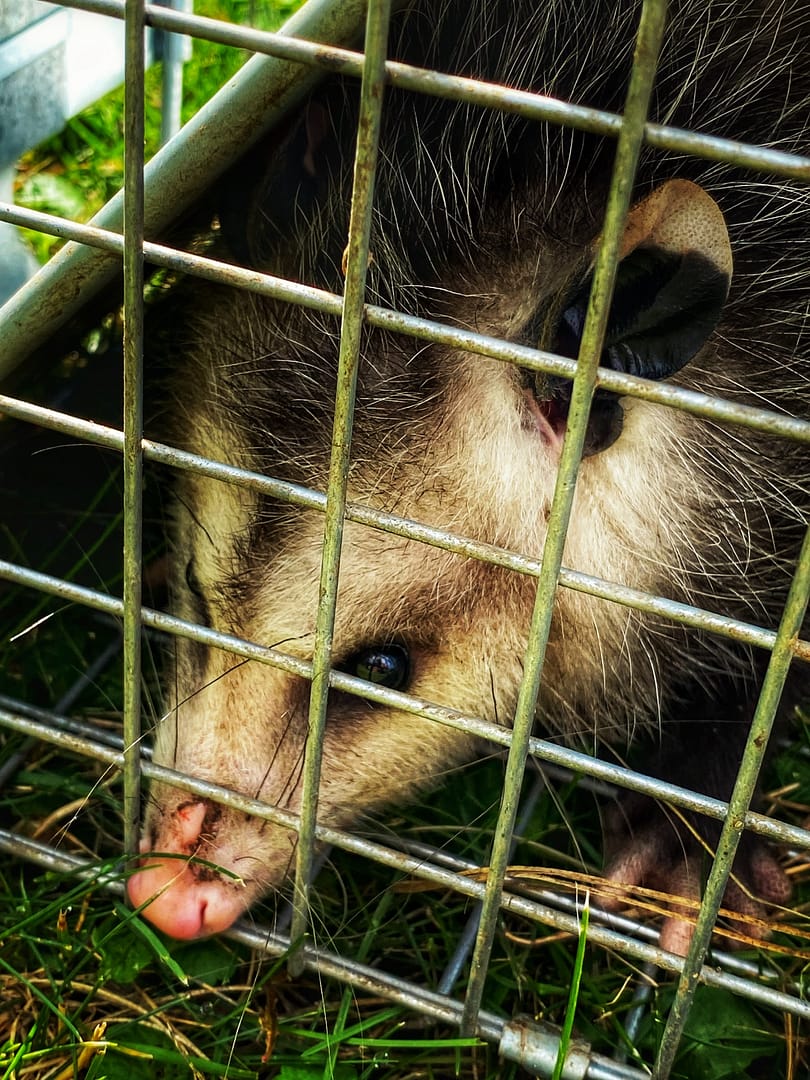 Pesky Possum Ready for Rehoming (Photo: Geo Davis)