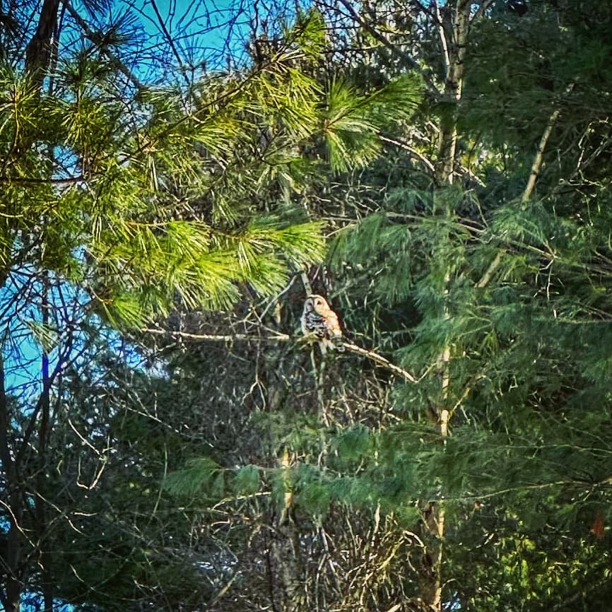 Vernal Equinox: Barred Owl Sighting (Photo: Geo Davis)