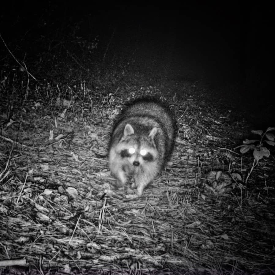 Rosslyn Raccoon (Source: Geo Davis)
