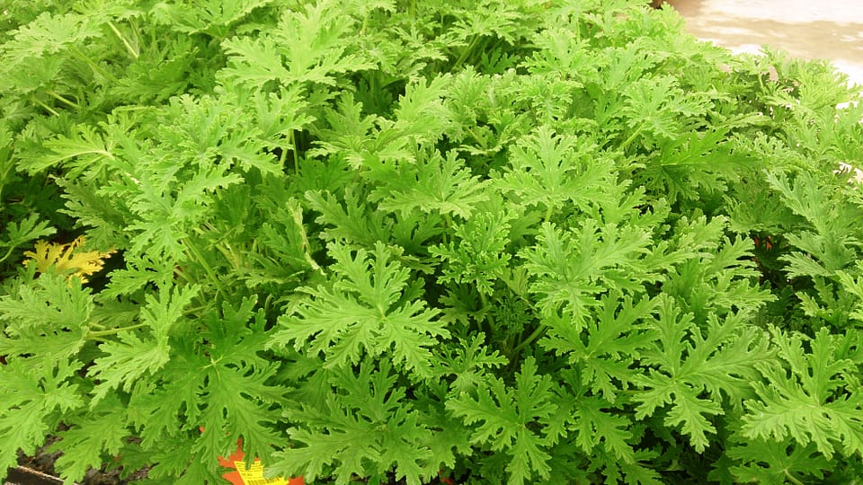 Citronella Geranium