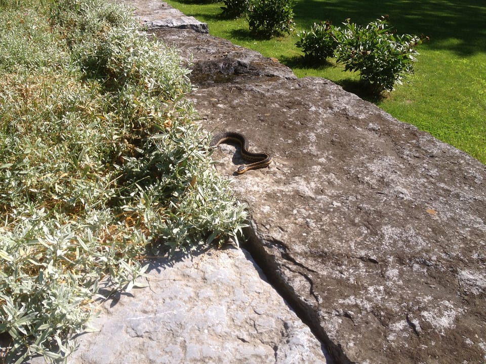 Garter snake gliding out of the Snow in Summer ground cover at Rosslyn in Essex, NY.
